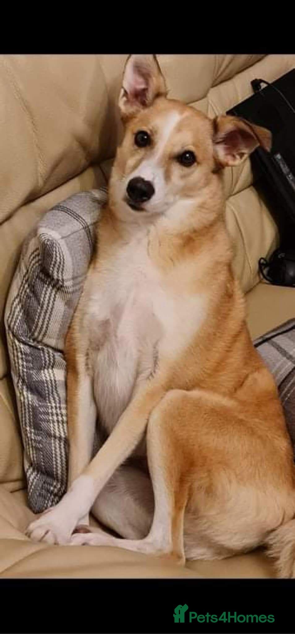 Meet Bailey, currently residing in Wilshire photo 3