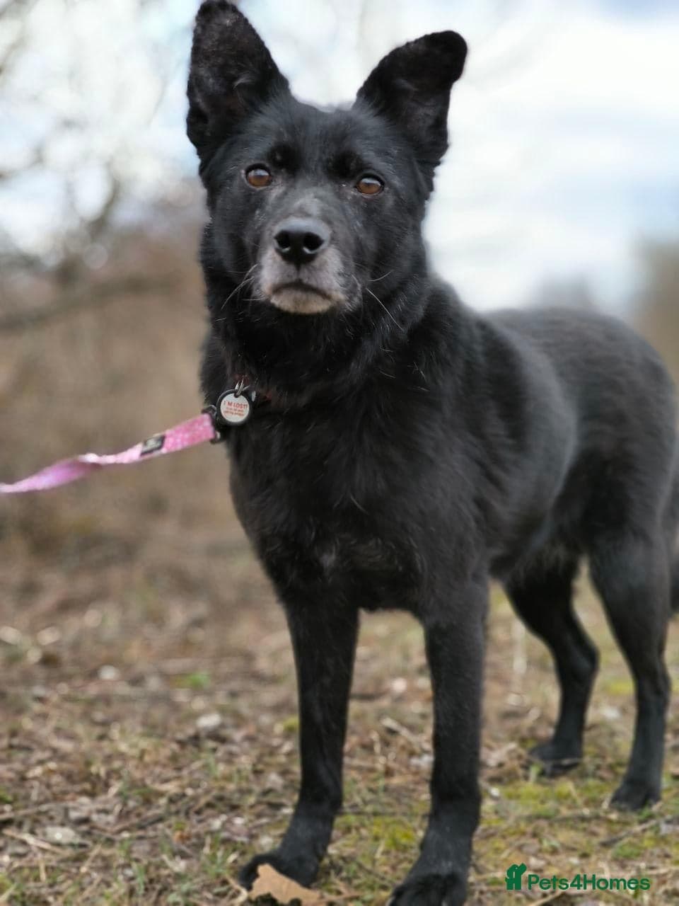 ๏ธ๐ถ tofa photo 3