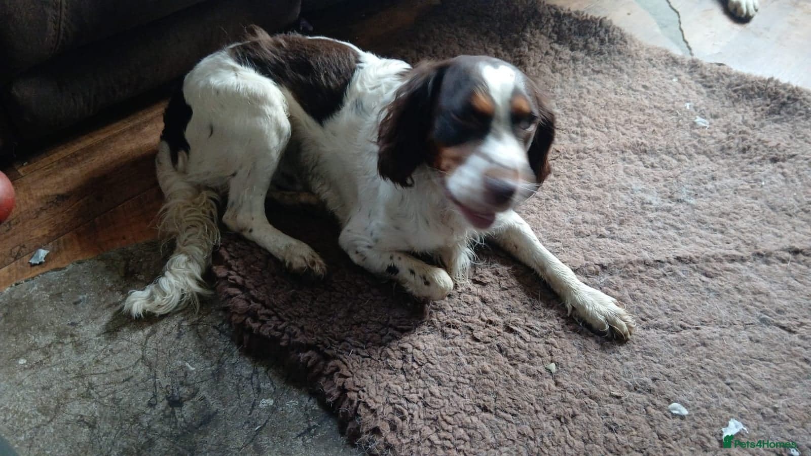 Tommy💙all heart, all energy, photo 16