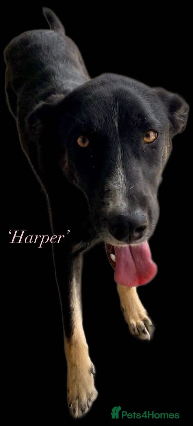 Harper, 2 yrs old approx. photo 14