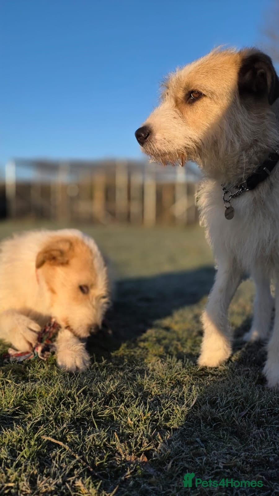 Hershey & Harley 💙 still Waiting photo 18