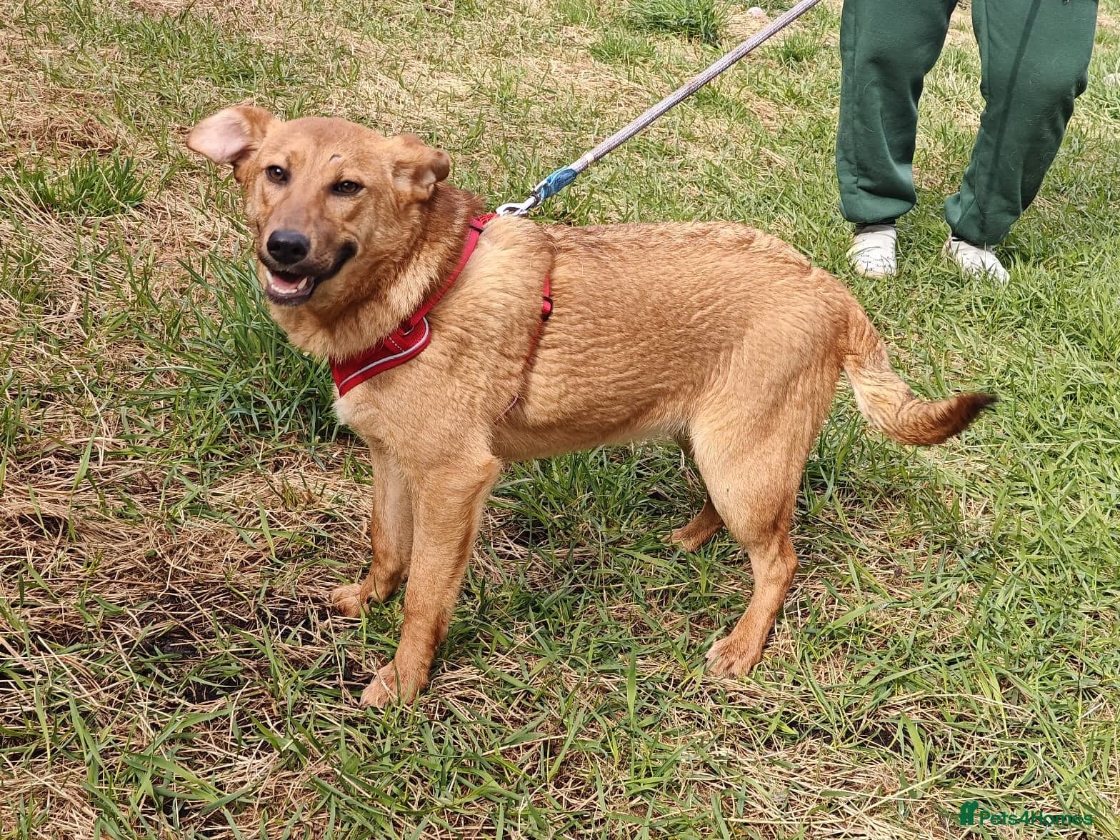 ️🐶 yara photo 7