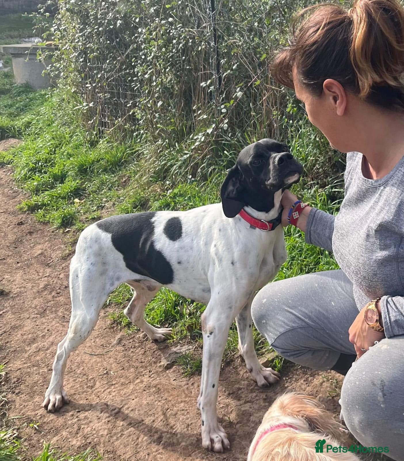 Pointer, Duke — Pointer