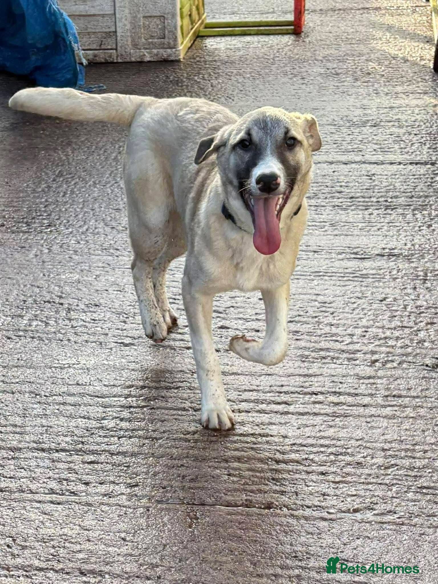 Meet Oscar, currently residing in Essex photo 2