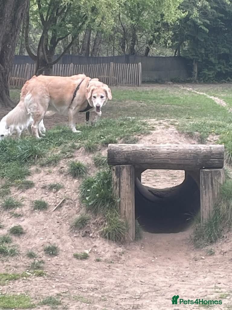 Meet Honey, currently residing in Guilford photo 5