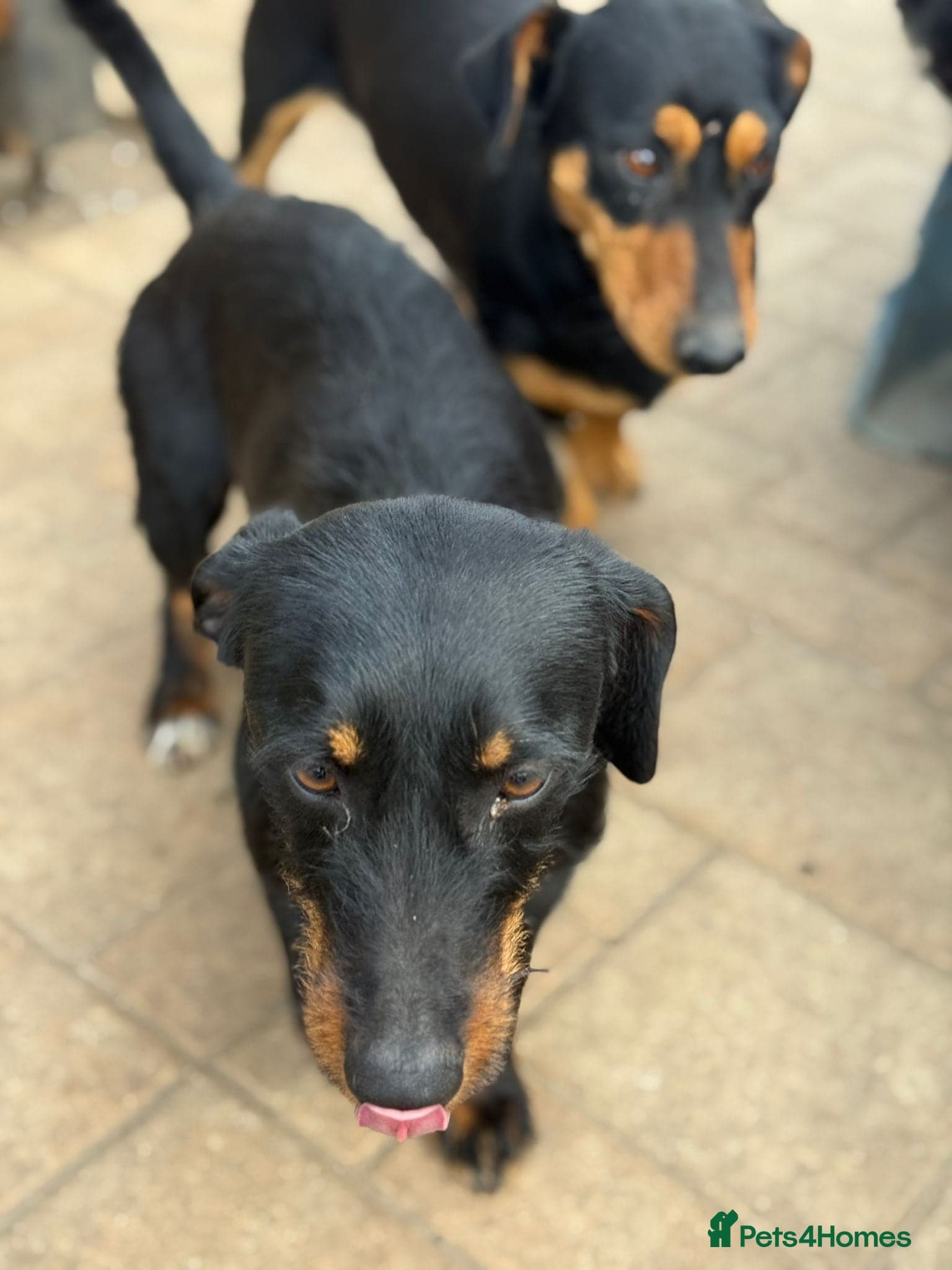 Lovely Cooper ready for his home! photo 5