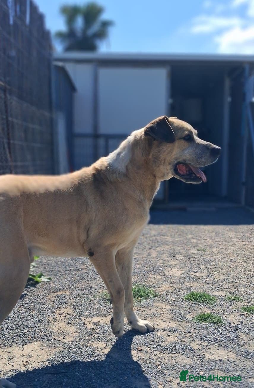 Gem ๐ ๐พ โ Mixed Breed