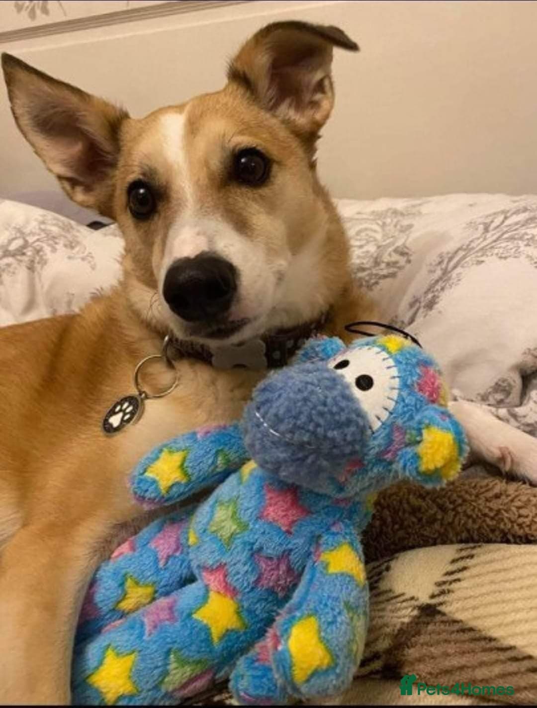 Meet Bailey, currently residing in Wilshire photo 8