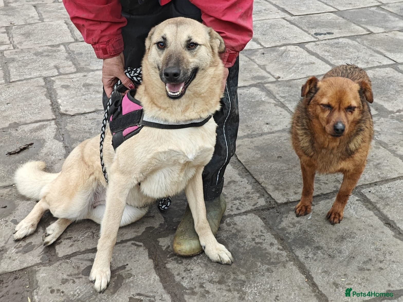 ️🐶 stacy photo 3