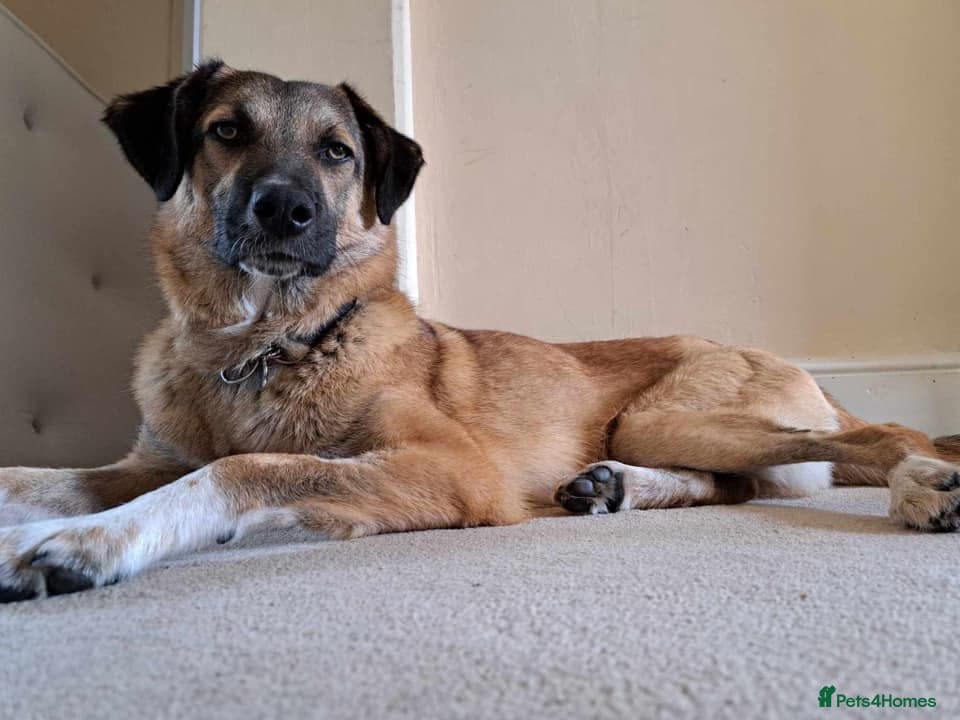 Levi - Norwich Norfolk photo 25