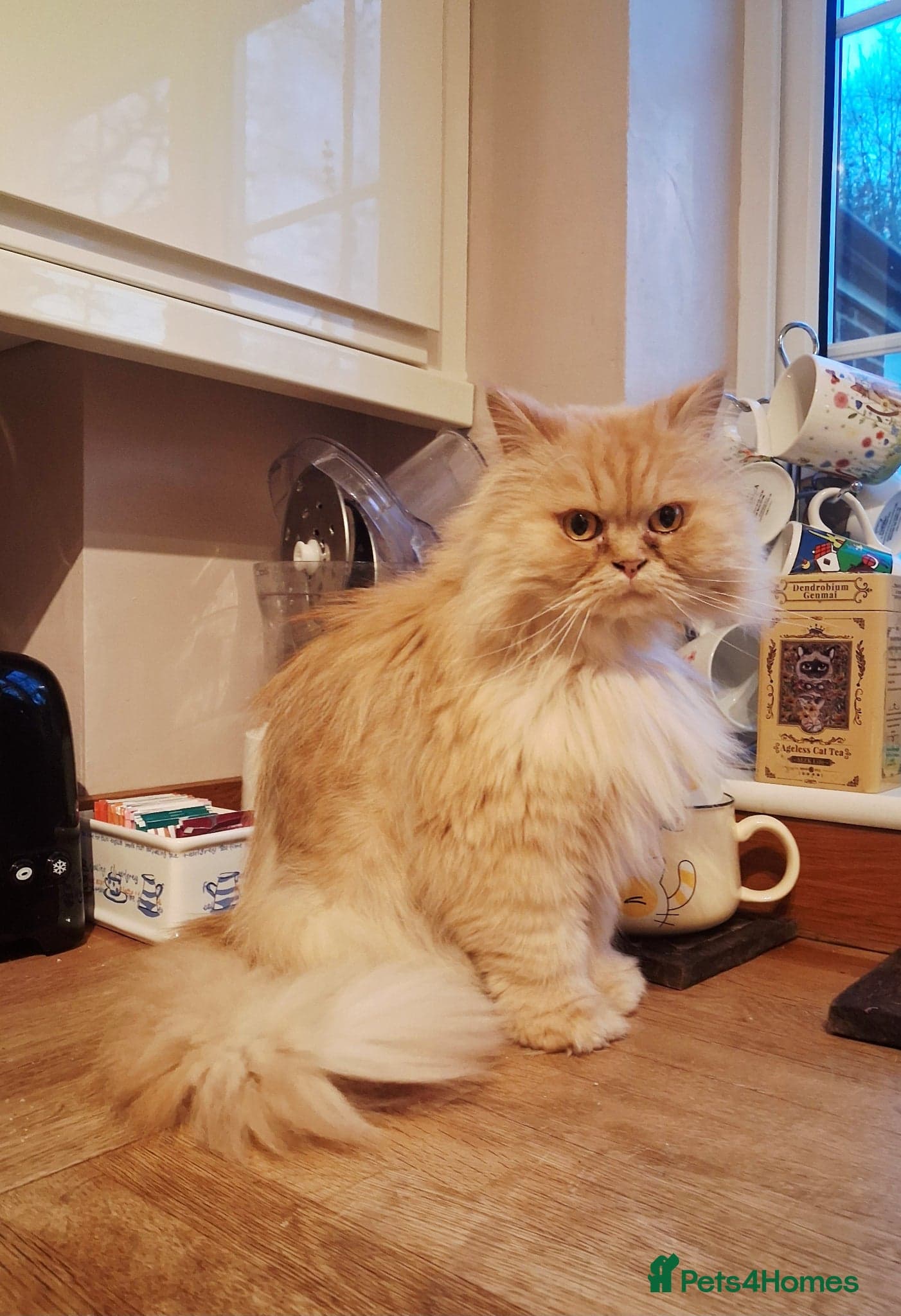 Lovely Lady Marigold photo 4