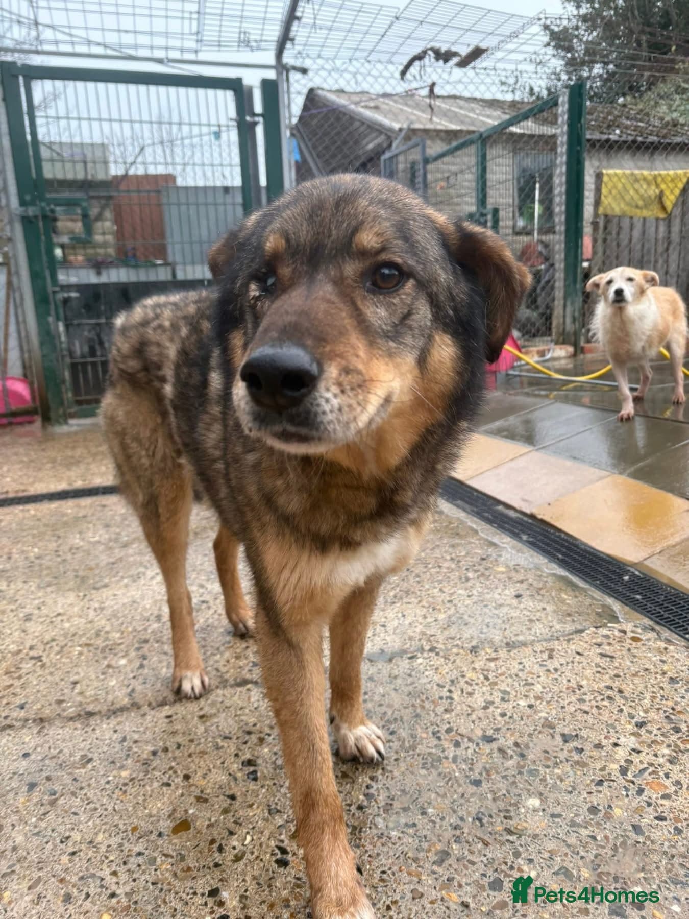 Rufus - Taverham Norfolk photo 3