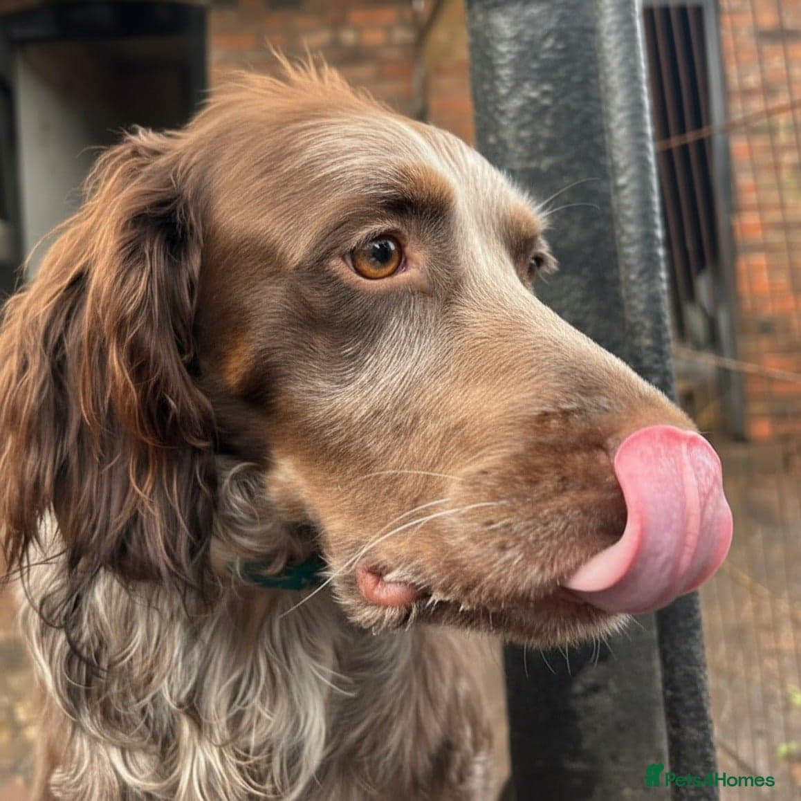 Koko (currently in Cheshire Foster) photo 3