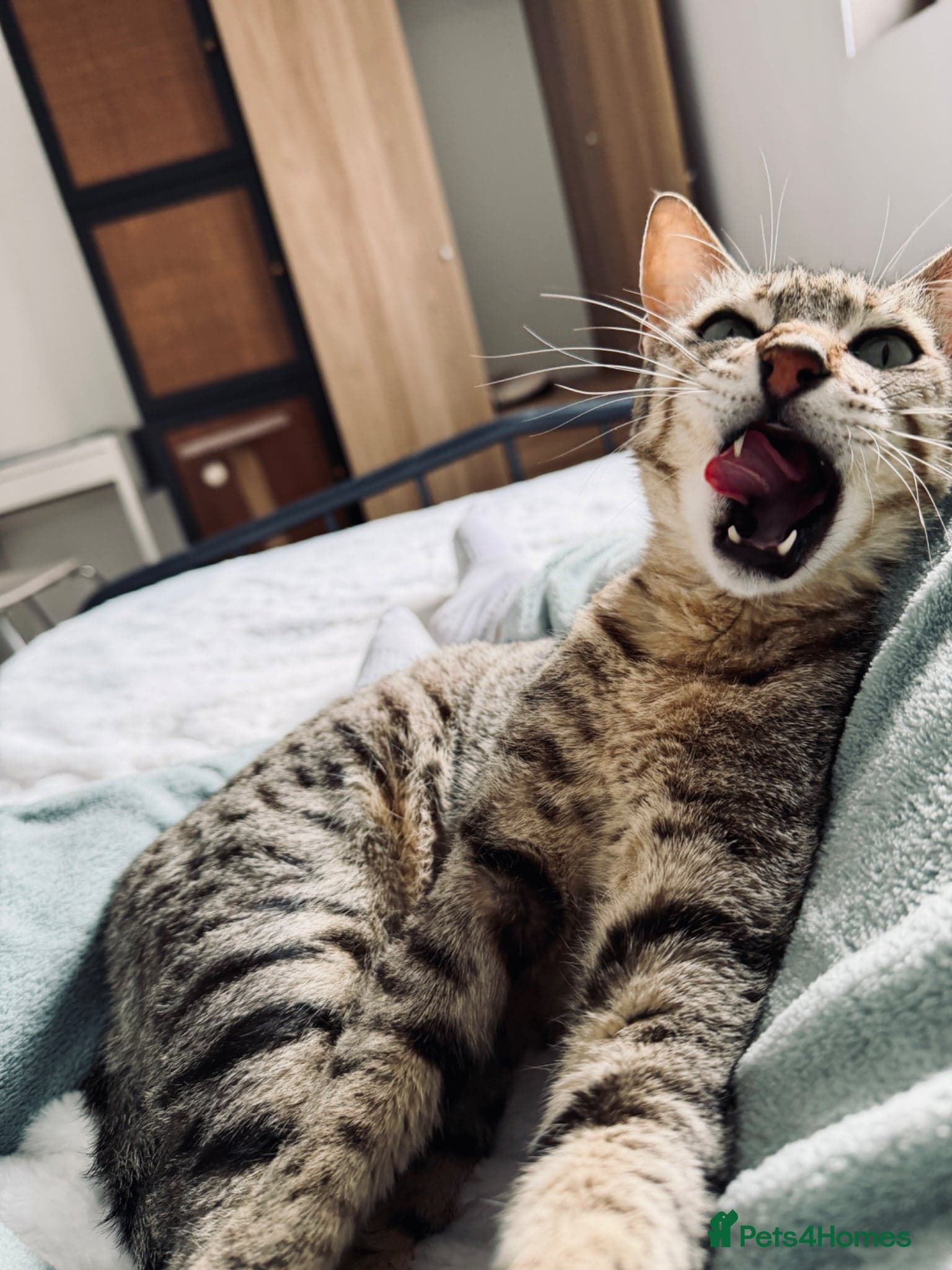 Hera ♥️ (House Cat) photo 6