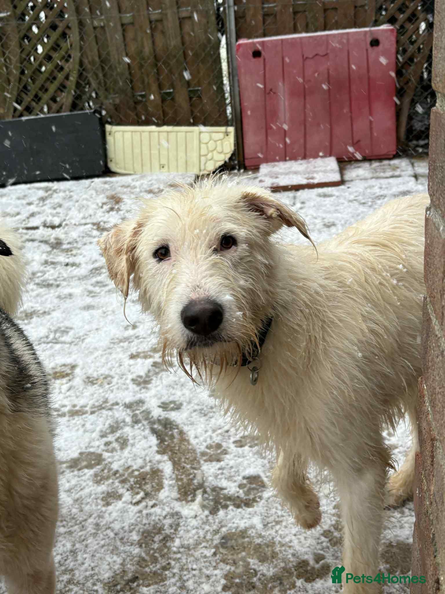 Peter - Norwich Norfolk photo 21