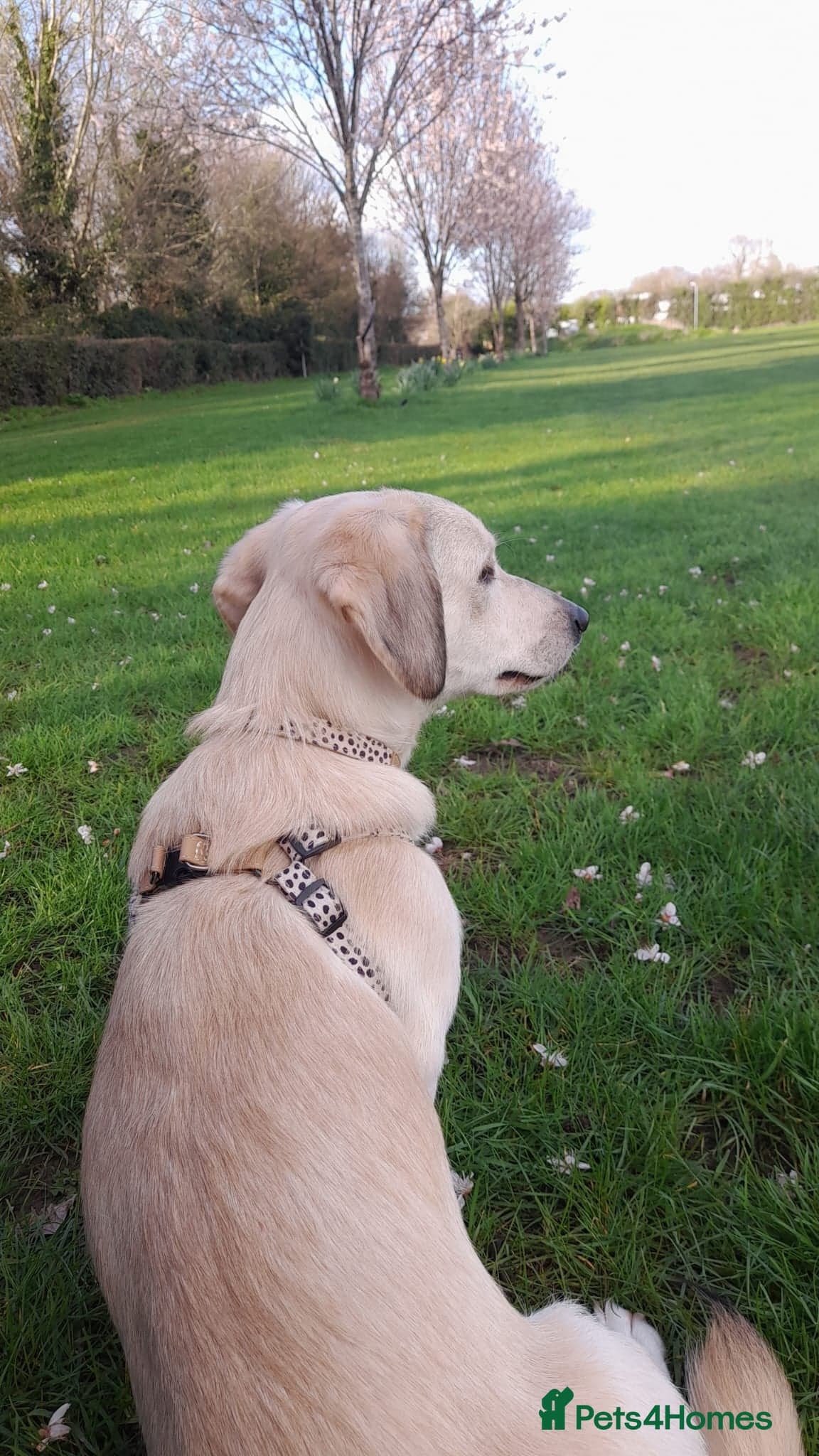 Roxanne - reserved photo 2