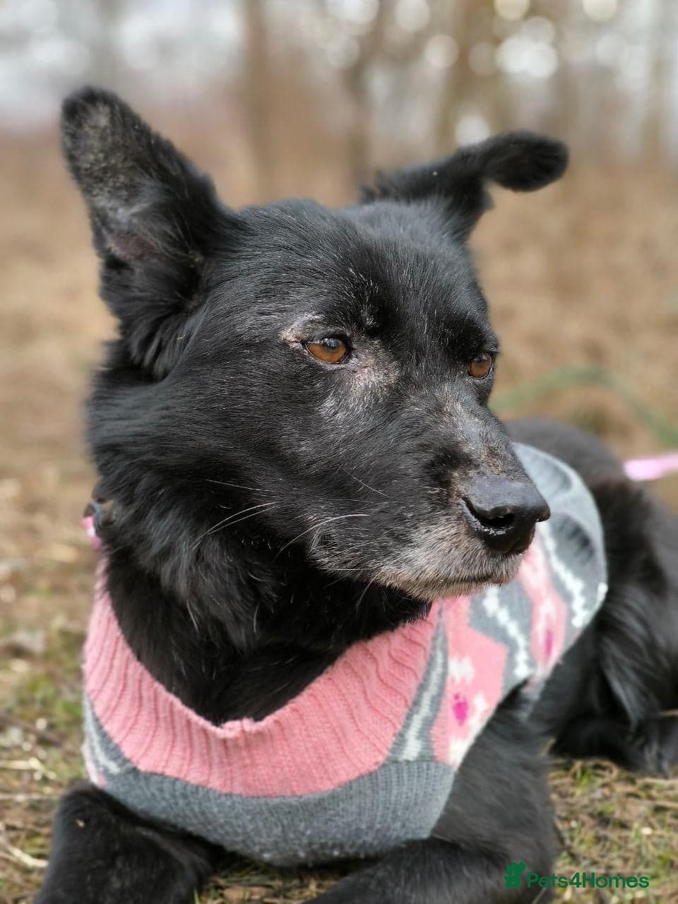 ๏ธ๐ถ tofa photo 33