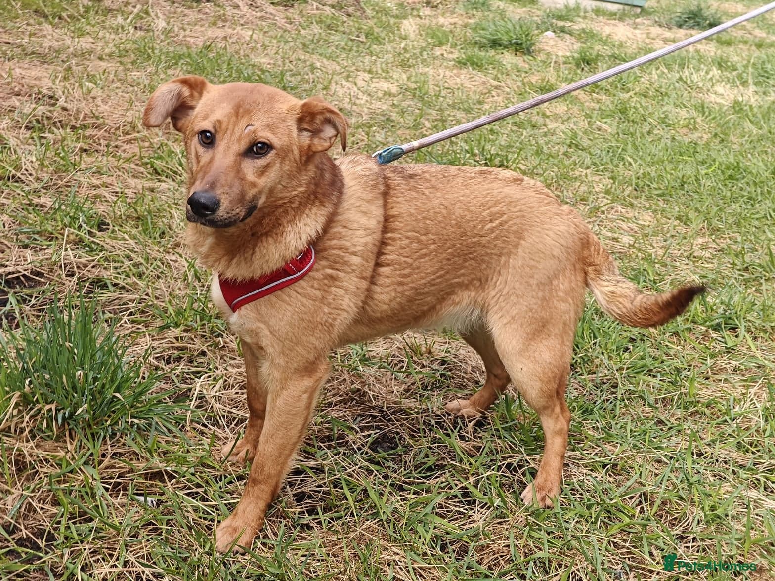 ️🐶 yara photo 10