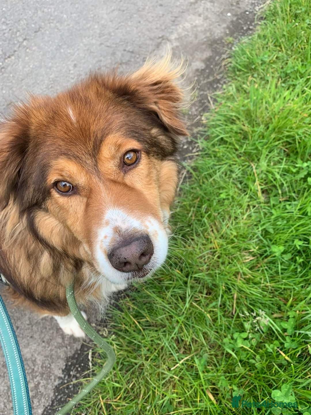 Meet Pongo, currently residing in Cheshire — Mixed Breed