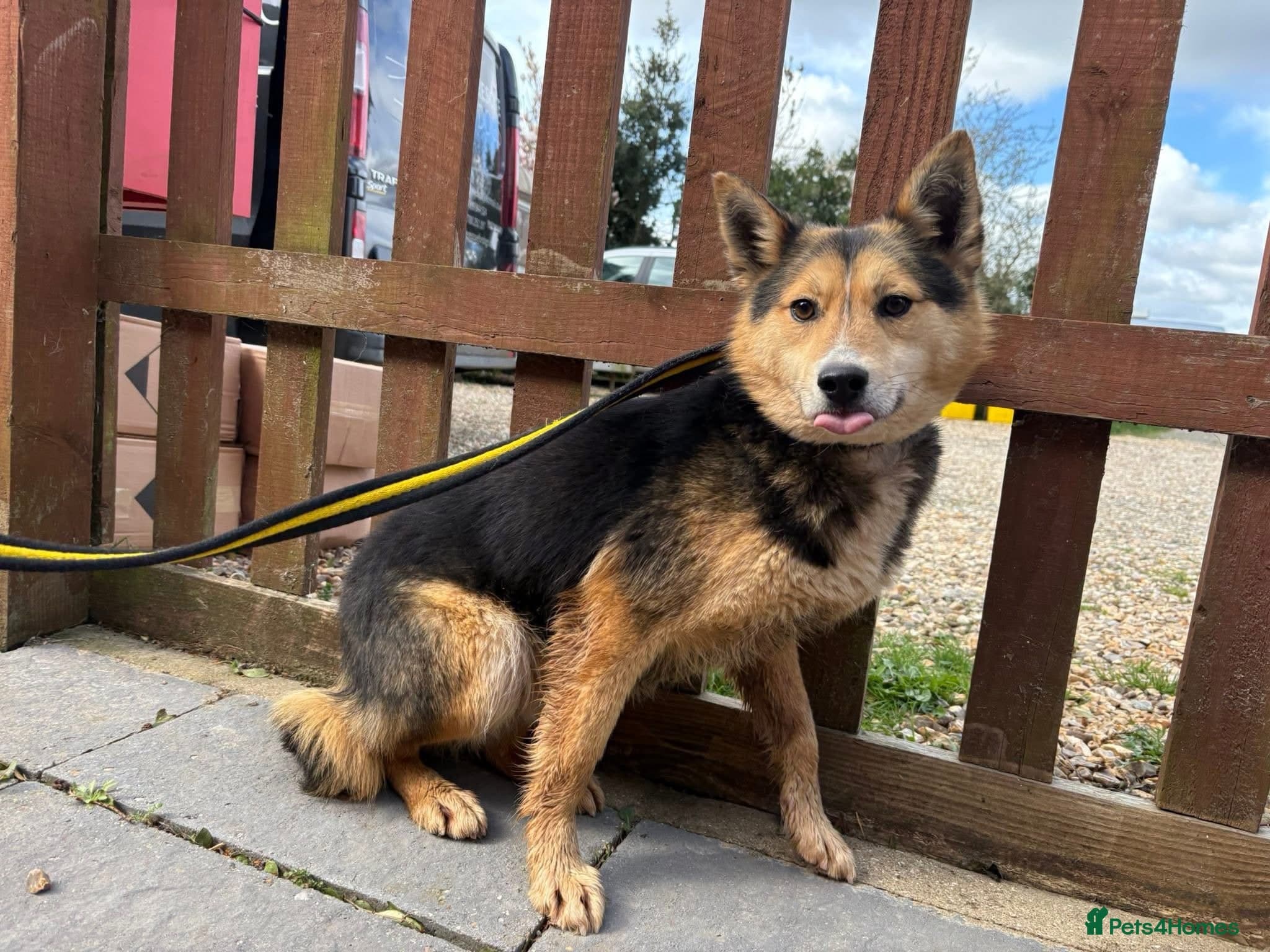 Bowie - Norwich Norfolk photo 7