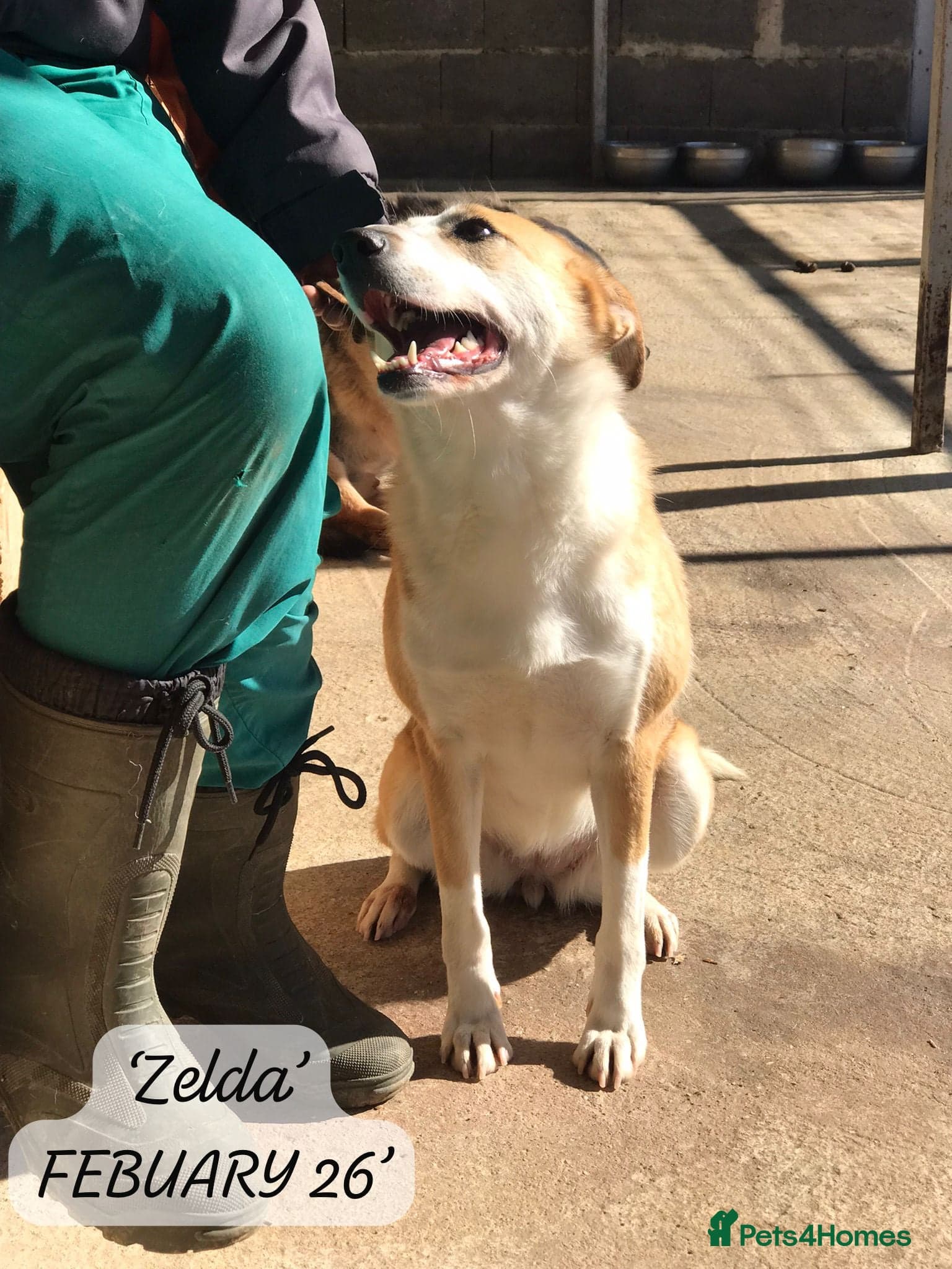 Zelda, 3 yrs old approx. photo 8