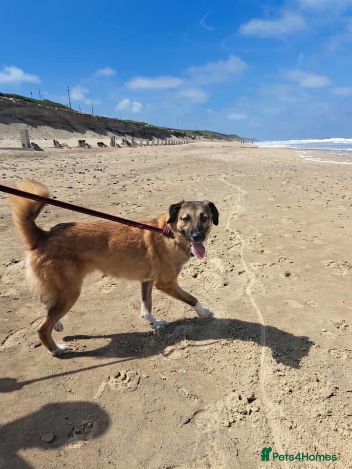 Levi - Norwich Norfolk photo 26