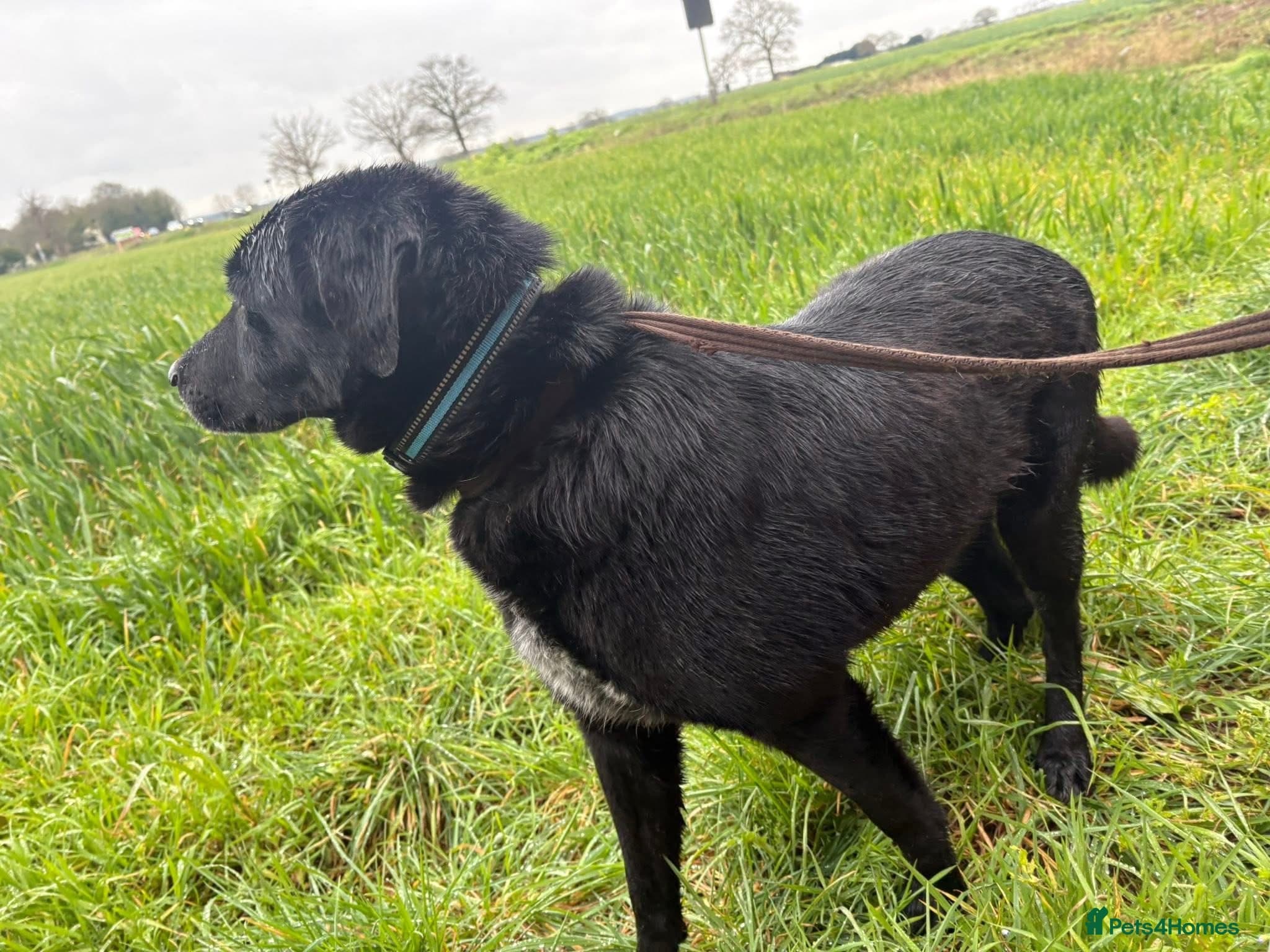 Merlin - Norwich Norfolk photo 13