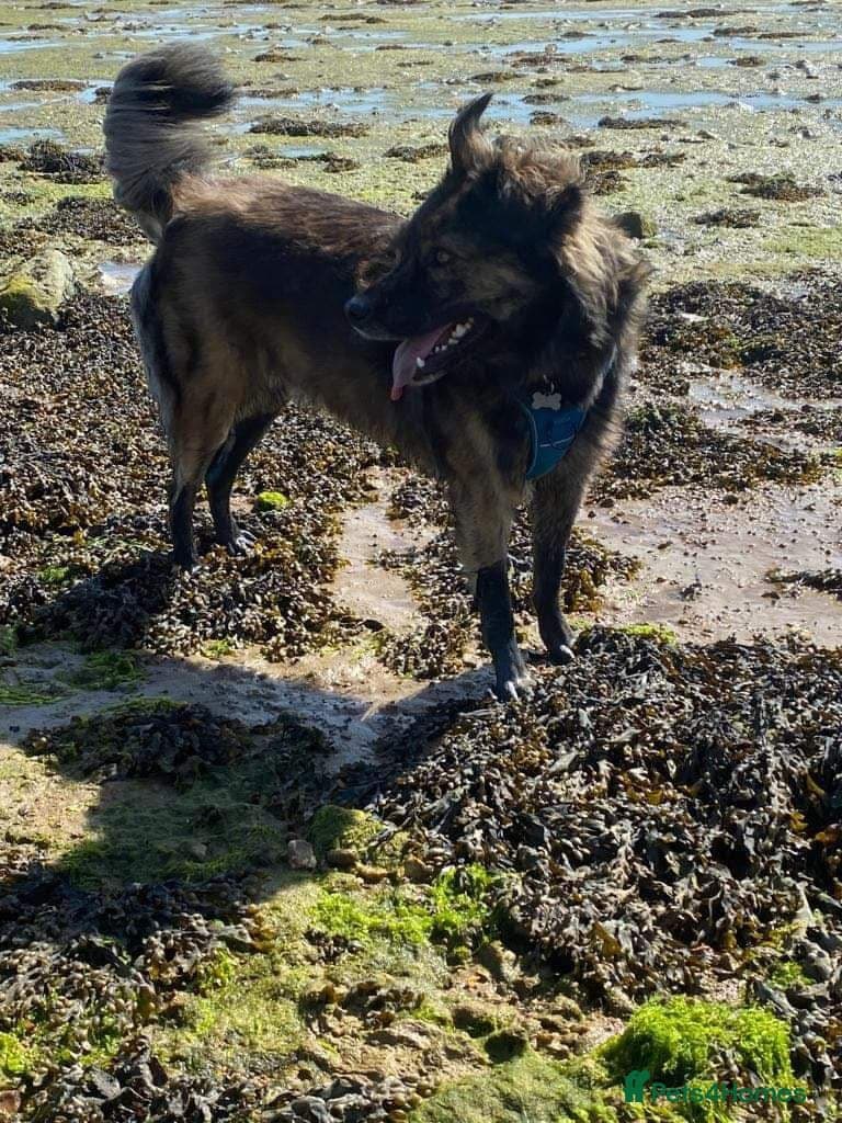 Meet Lenny, currently residing in Southsea photo 17