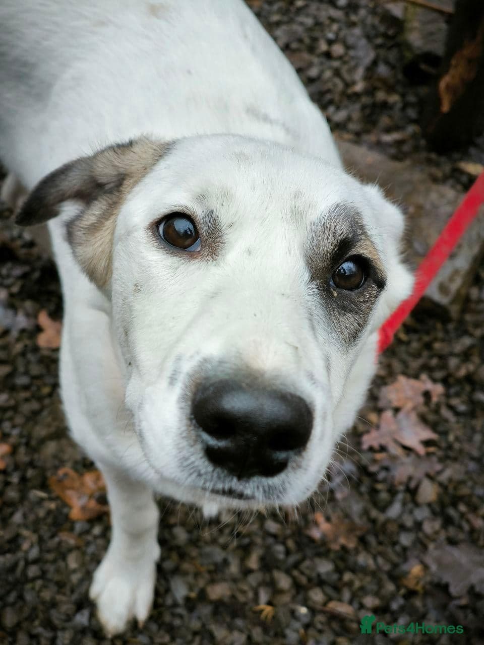 ️PLIAMKA❤️9-month-old loving and playful girl photo 22