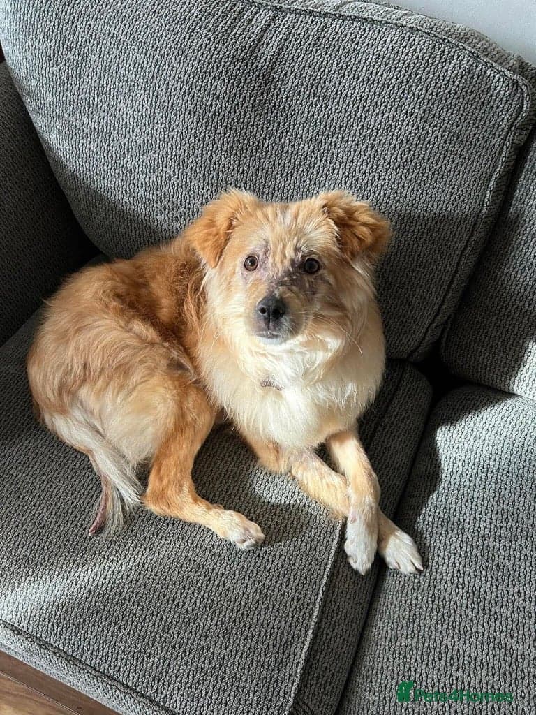 Meet Sabre, currently residing in Leicestershire photo 2