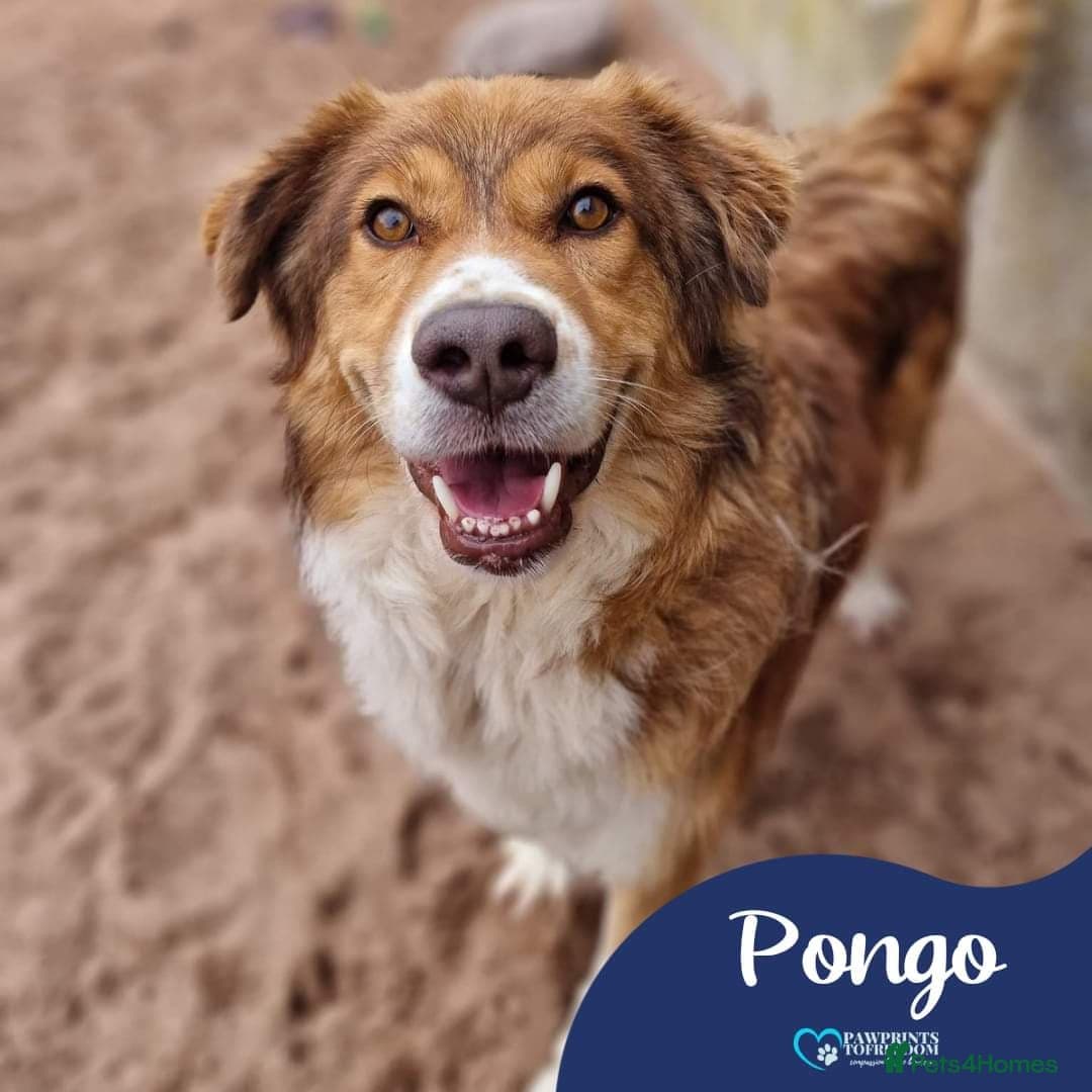 Meet Pongo, currently residing in Cheshire photo 2