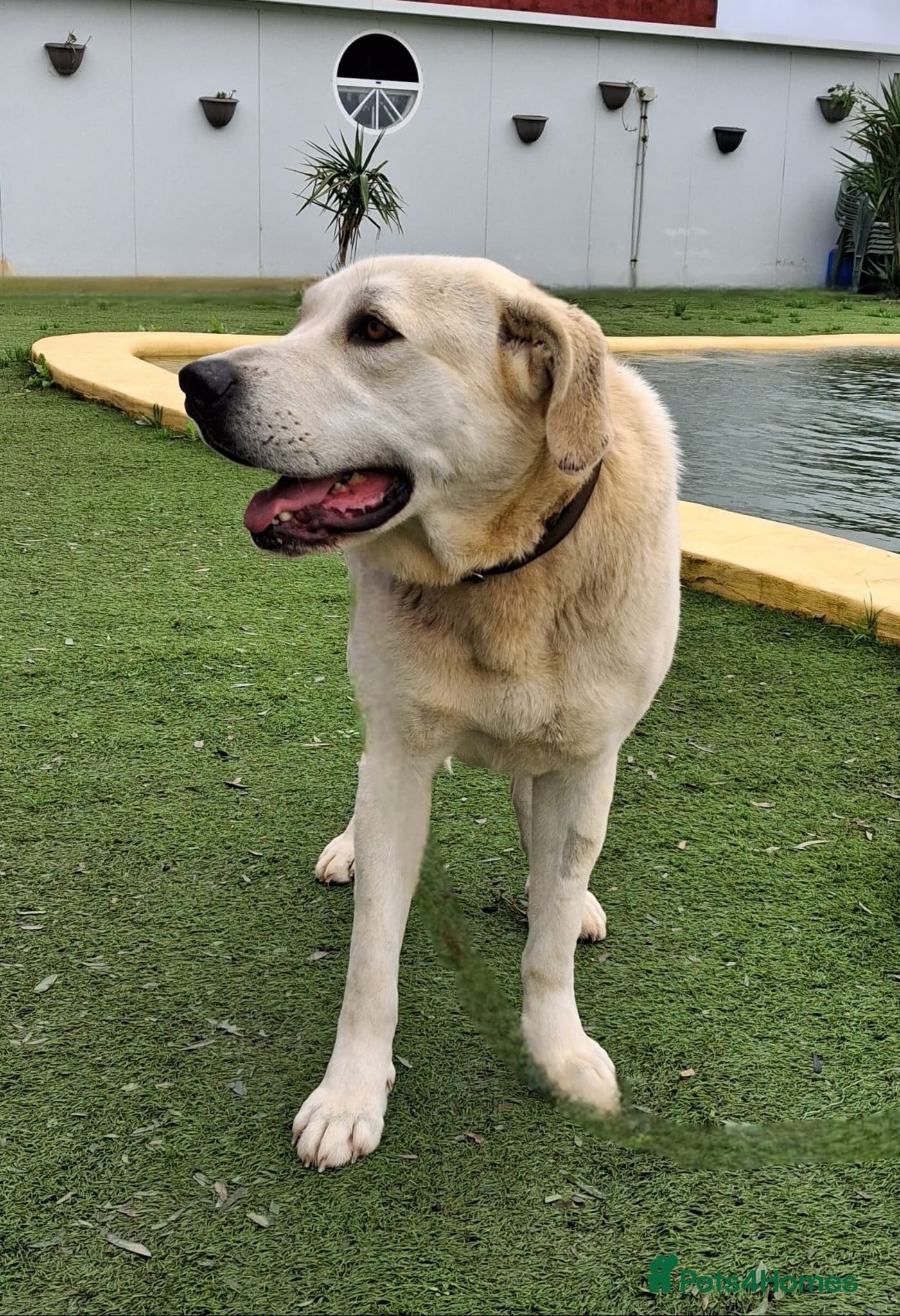 REDUCED Coco — Mixed Breed