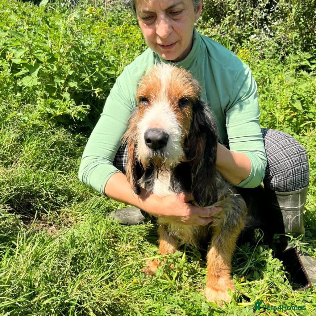 Braulio — Korthals Griffon