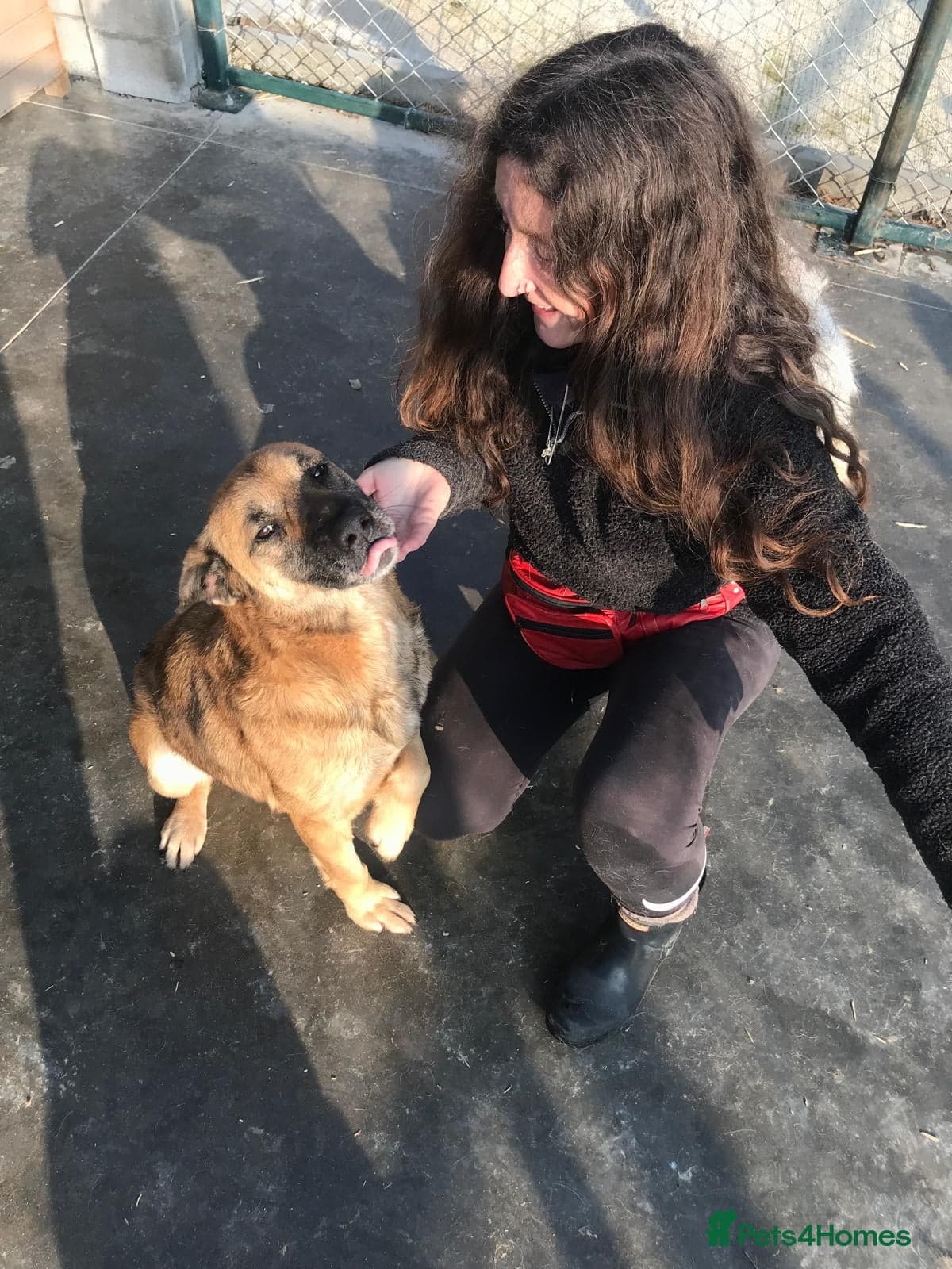 Captain, 10 yrs old. photo 5