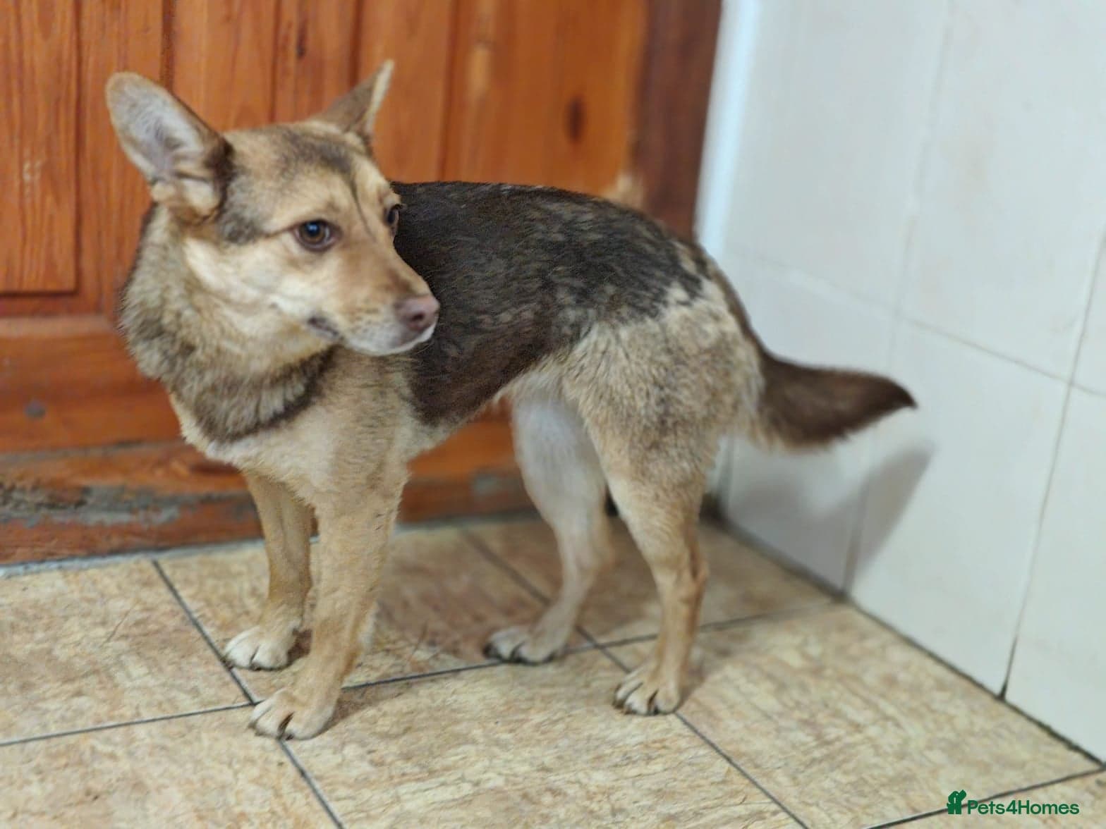 ️🐶 rudya photo 16