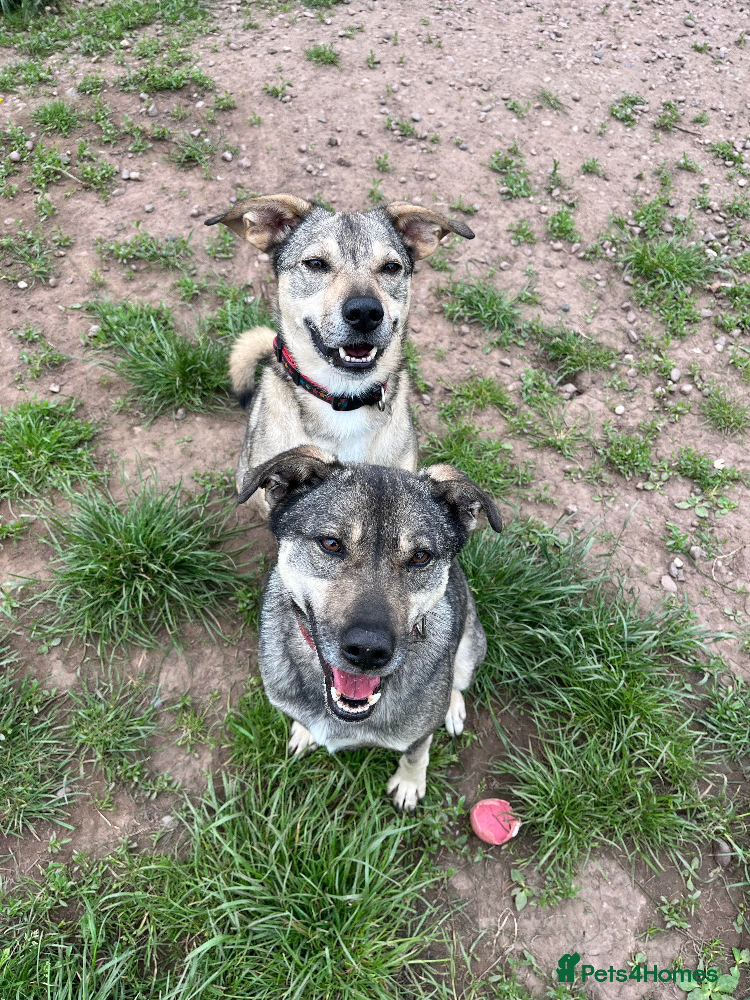 Meet Joy, currently residing in Cheshire photo 6