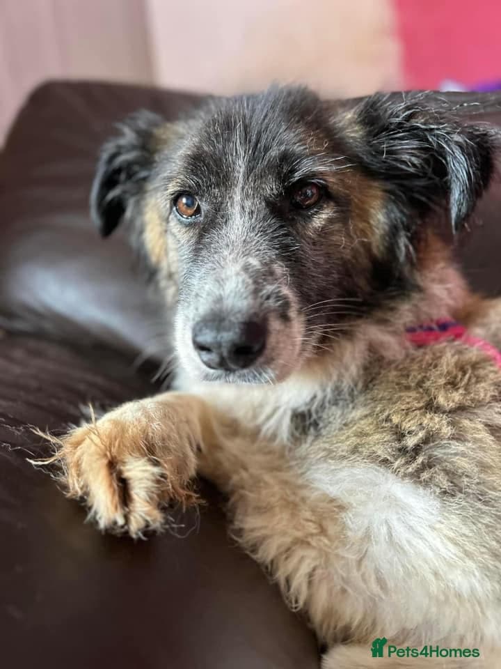 Hilda - Norwich Norfolk photo 13