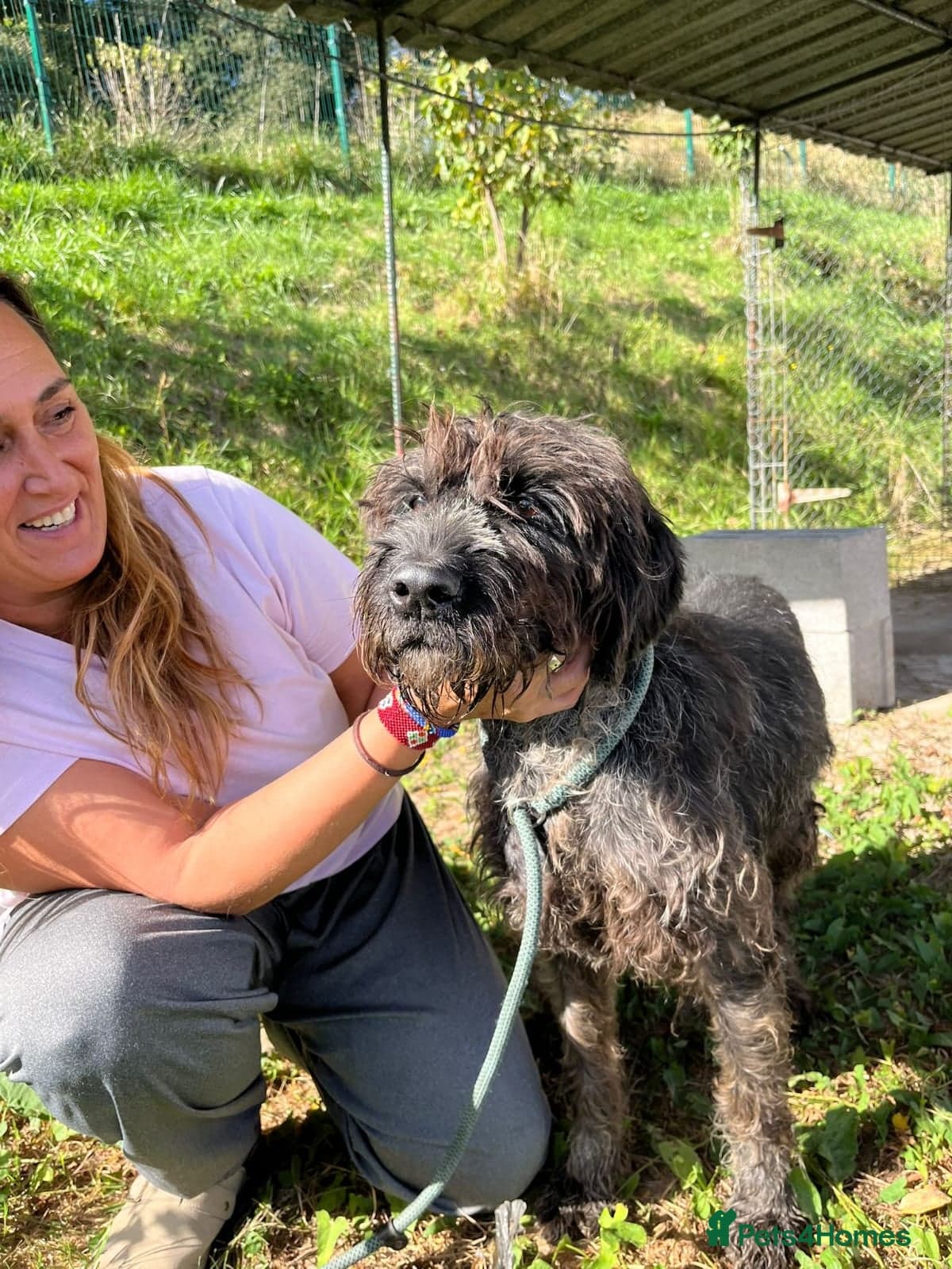 German Wirehaired Pointer Orla photo 4