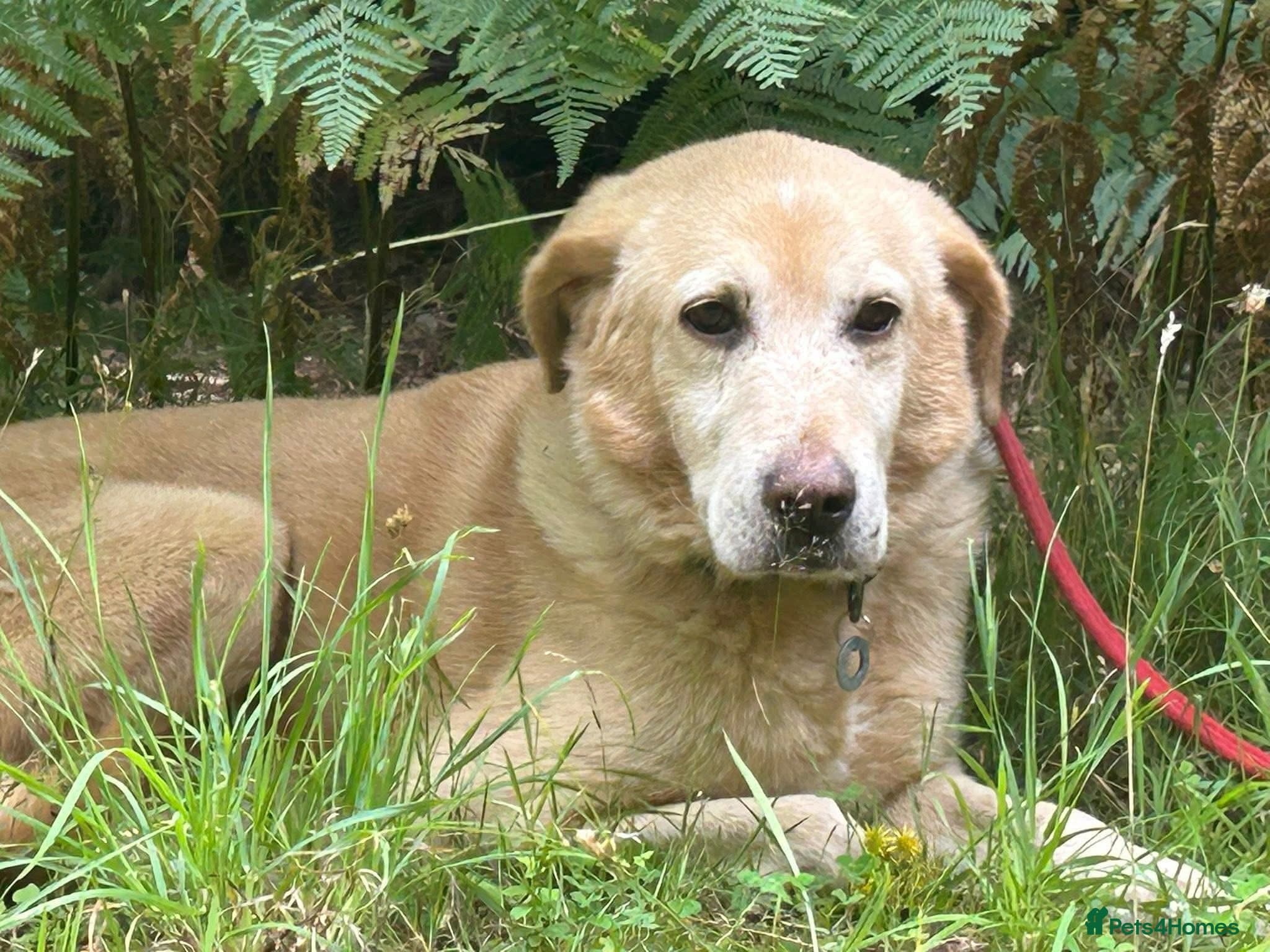 Rupert - Norwich Norfolk photo 4