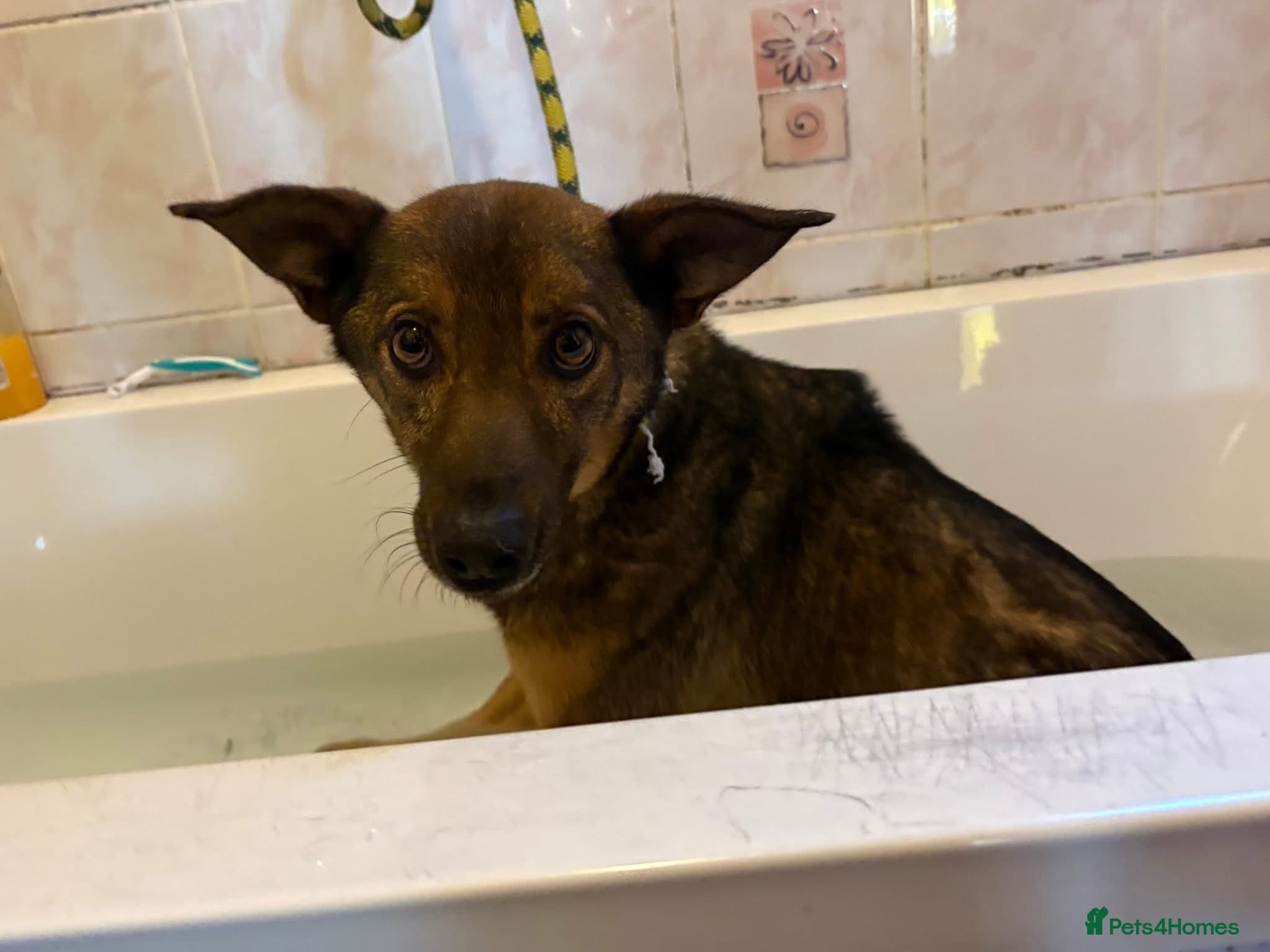 Figgy - Norwich Norfolk photo 2