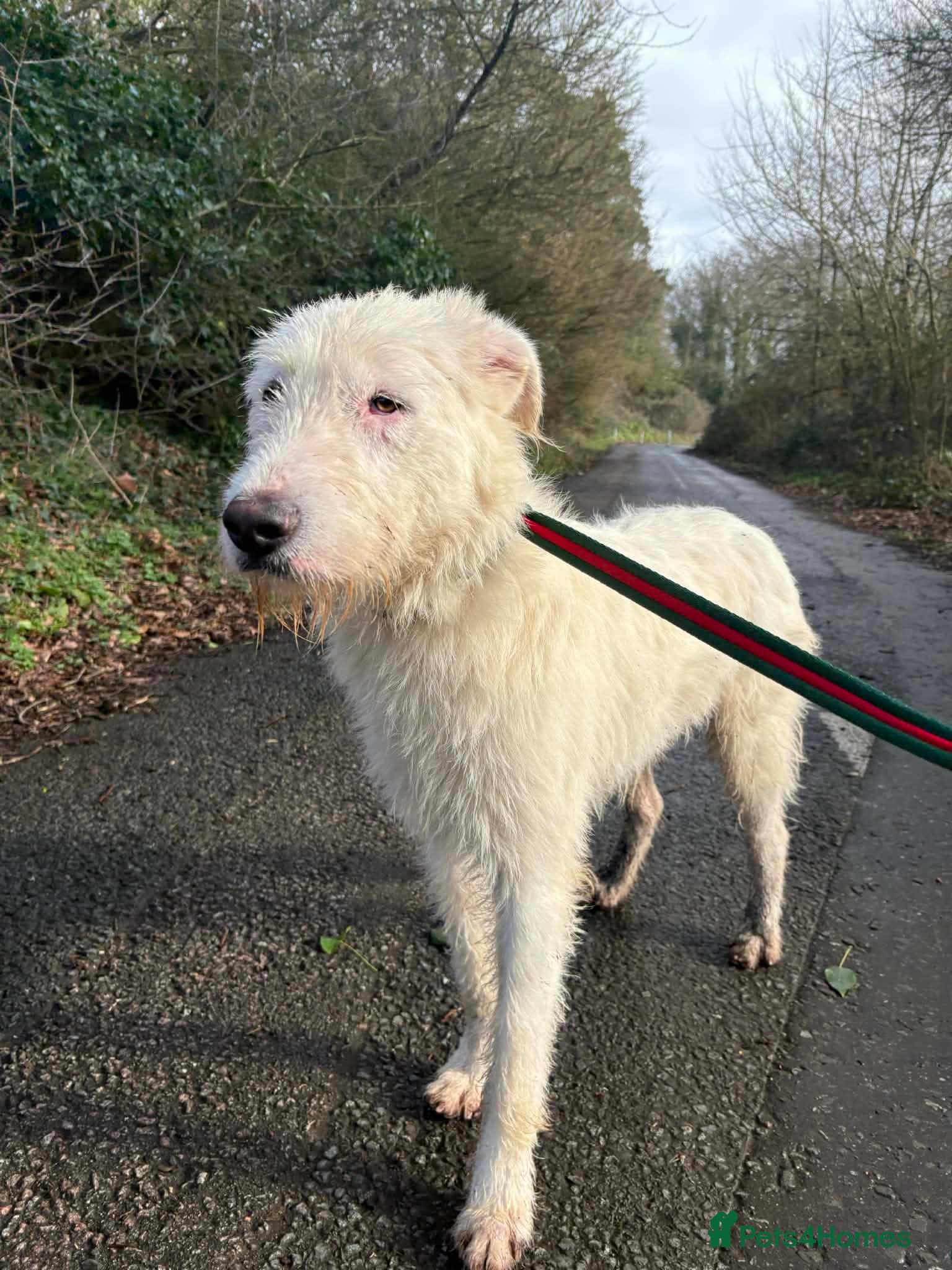 Peter - Norwich Norfolk photo 5