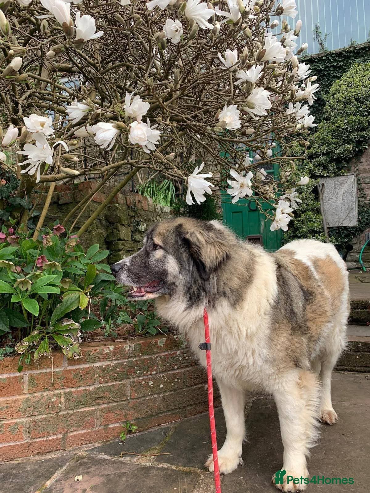 Meet Tinsel, currently residing in Gloucestershire photo 2