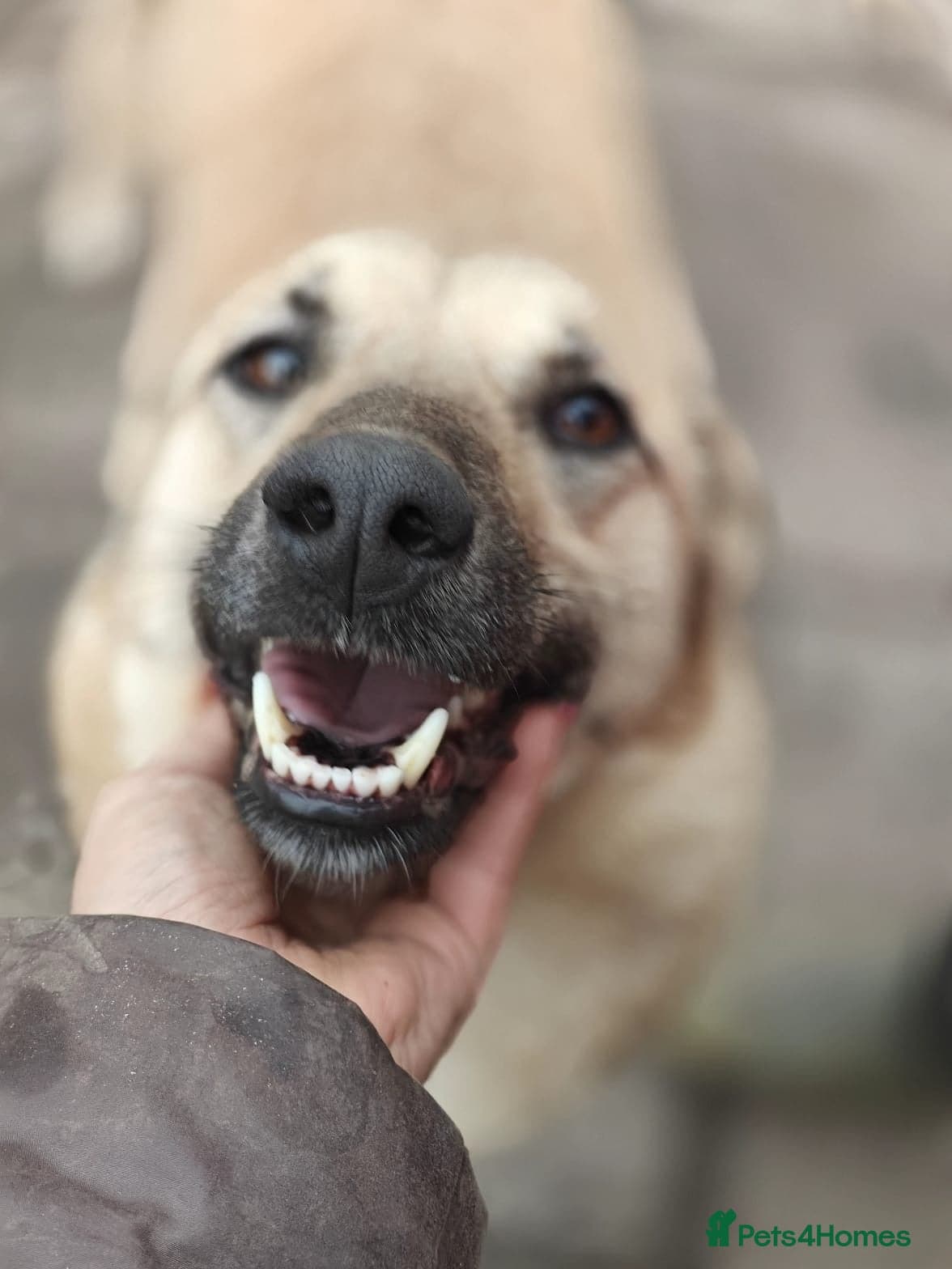 ️🐶 stacy photo 10