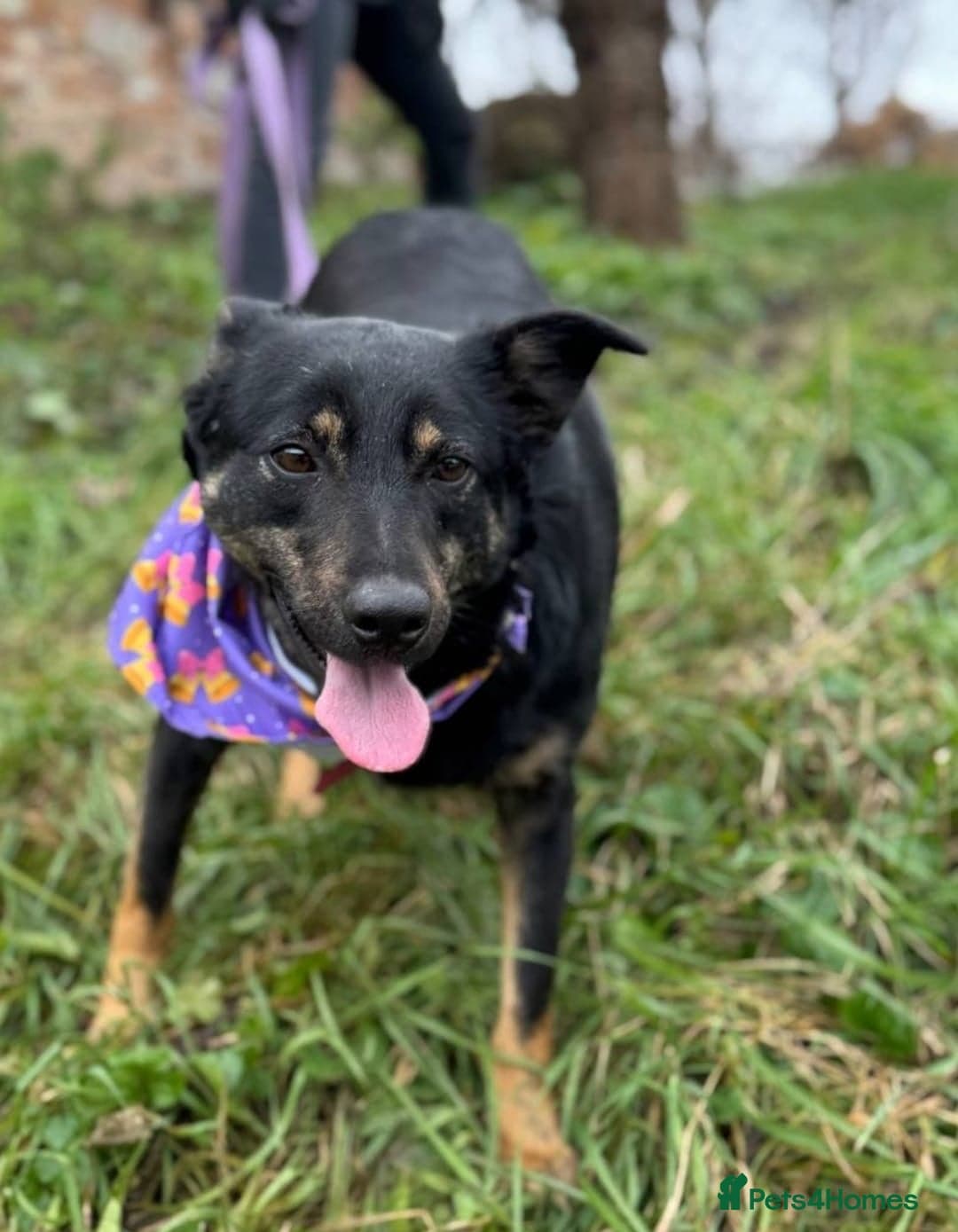 ️🐶 rosie photo 9