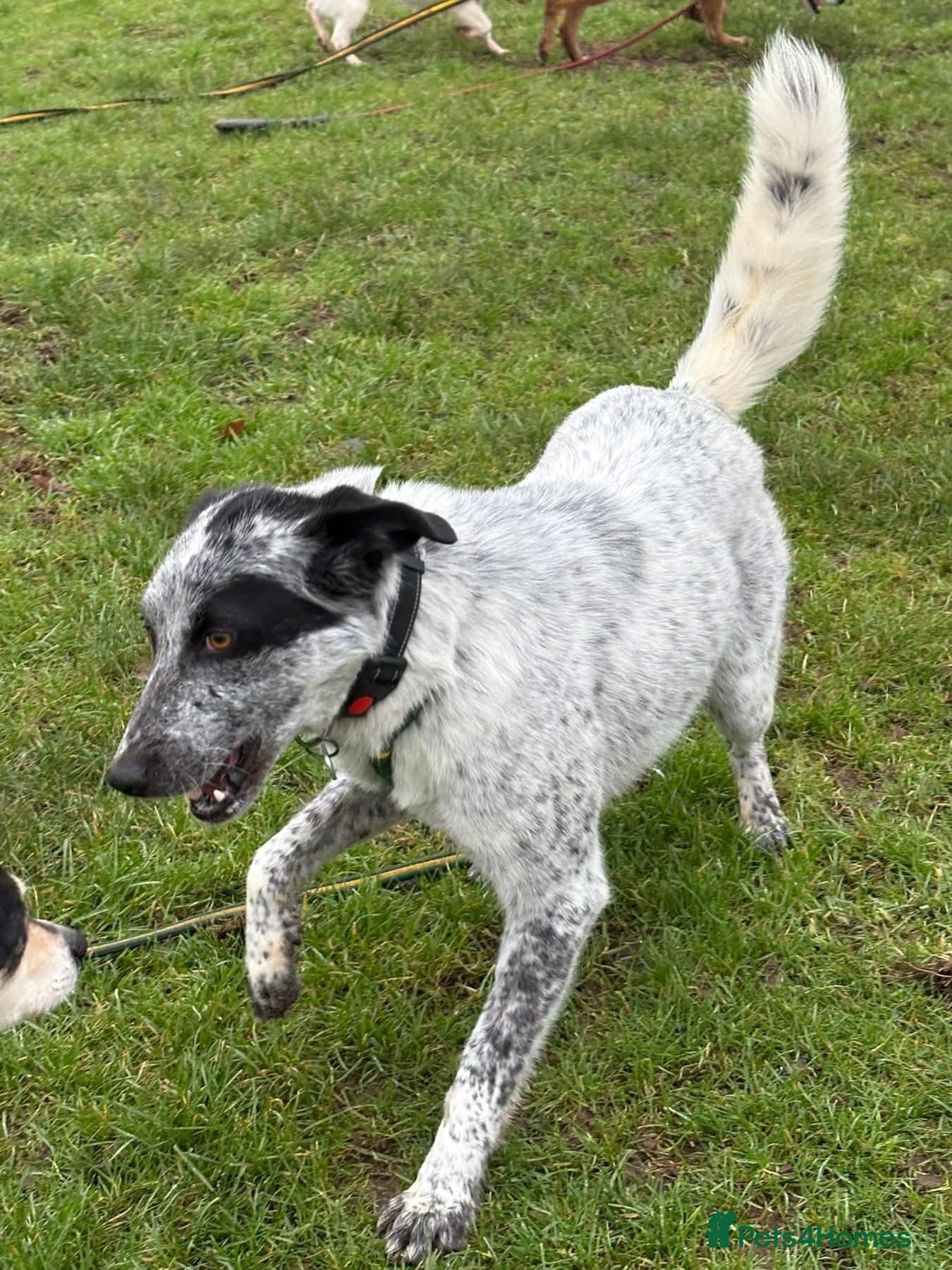 Cessil - Norwich Norfolk photo 16