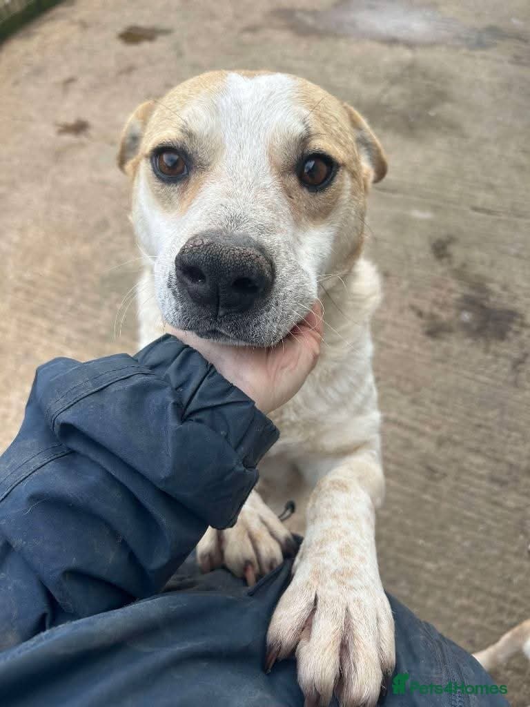 Meet Barry,currently residing in Cheshire photo 4