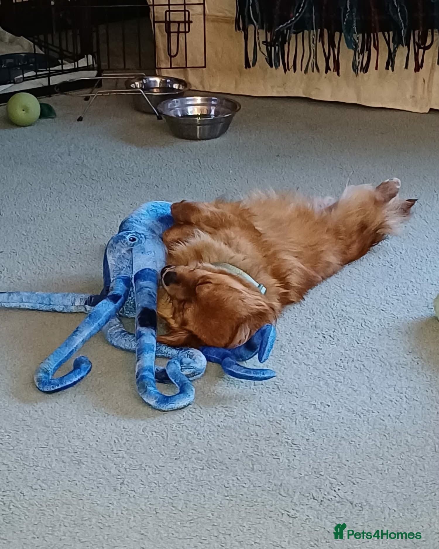 Cuddly Charlie — Mixed Breed