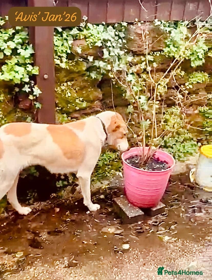 Avis- 20 months - photo 6