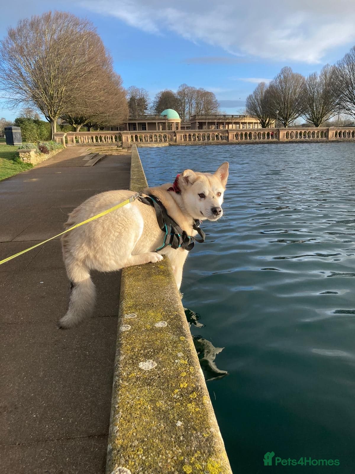 Handsome Fivos Huskey X Shepherd photo 23