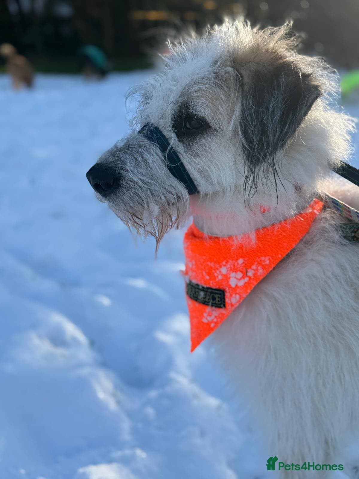 KALLIE- 18 months, loves dogs/playful/active/rural photo 23